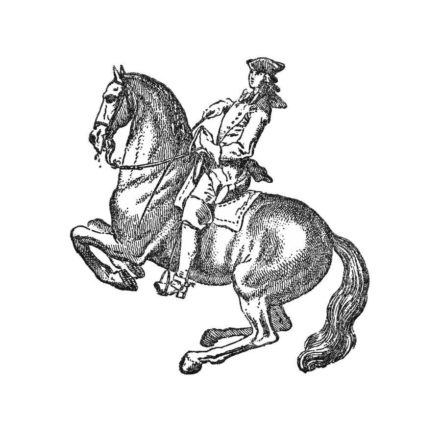 Lipizzaner Illustration