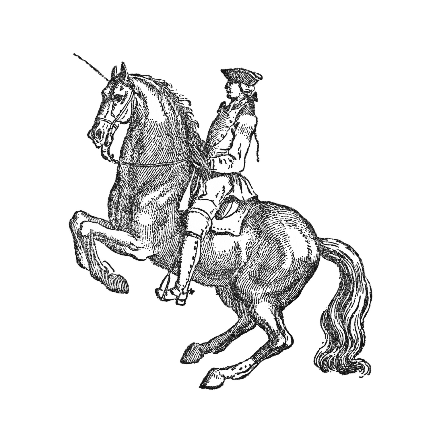 Lipizzaner Illustration