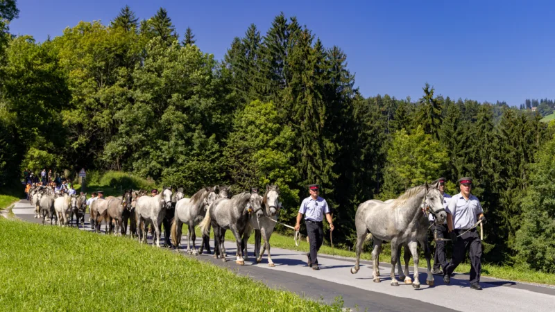 Herd of horses led by people on asphalt road, green meadow and trees