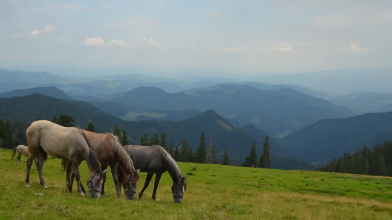 gray, grazing horses on high pasture on mountain, mountains in the background