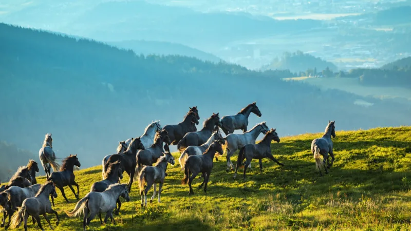 gray horses in motion on mountain in front of blue sky