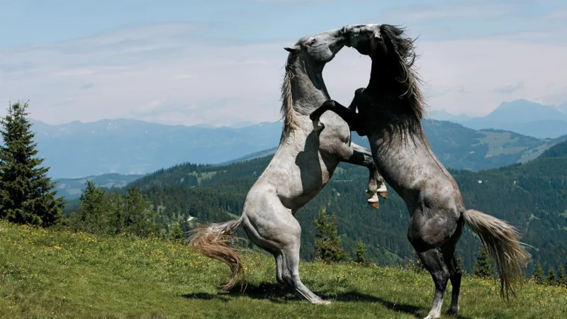 two gray horses on hind legs fighting on an alpine meadow