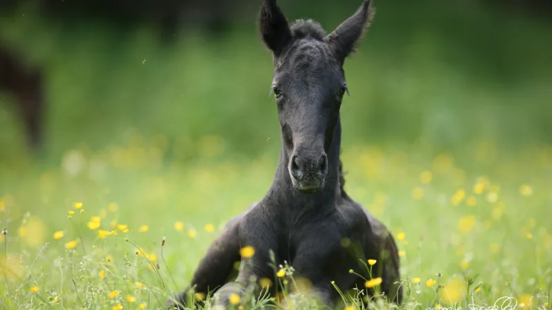 black horse foal sitting in spring meadow