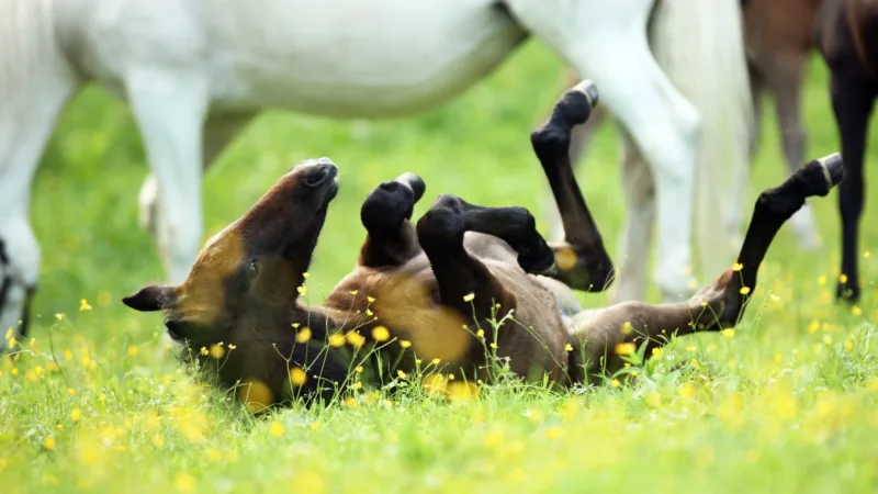 brown horse foal, lying on its back in spring meadow