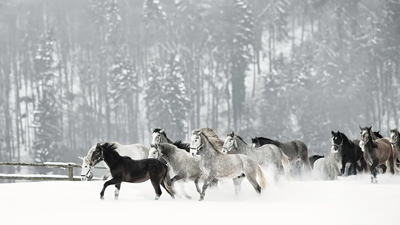 White and brown horses in a winter landscape with snowfall