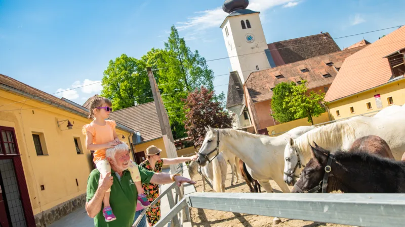 older man with girl on his shoulders stroking horses