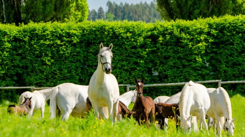 white horses and brown horses grazing in a green paddock