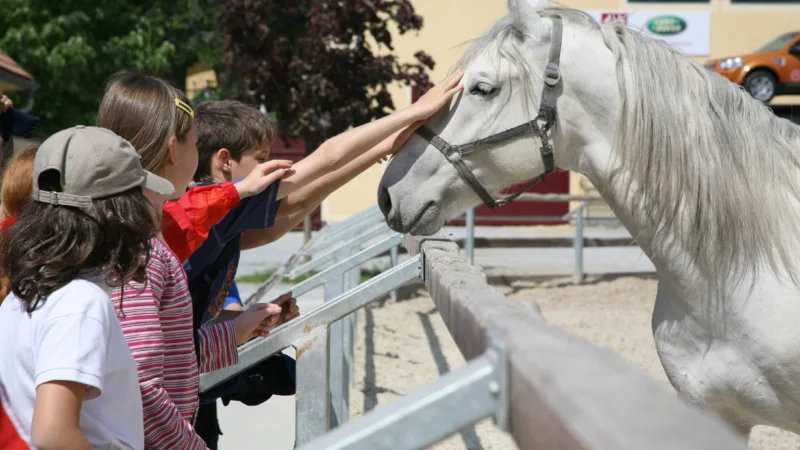 Children petting white horse