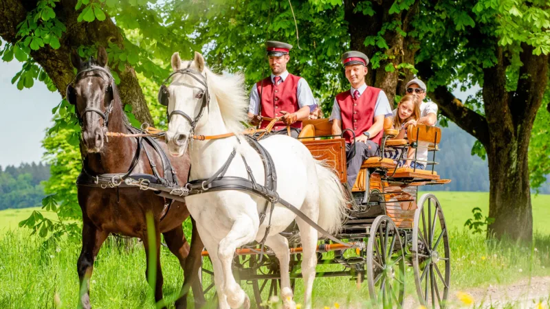 white and brown horse in front of carriage, coachman and family in carriage