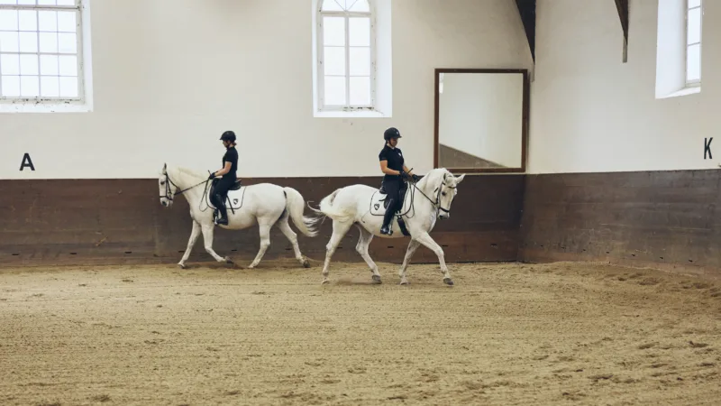 white horses with riders in a hall