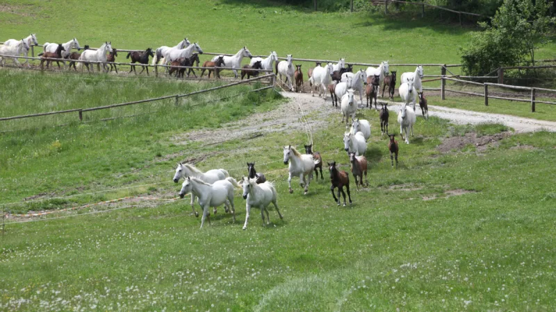 several white horses in motion on a green meadow