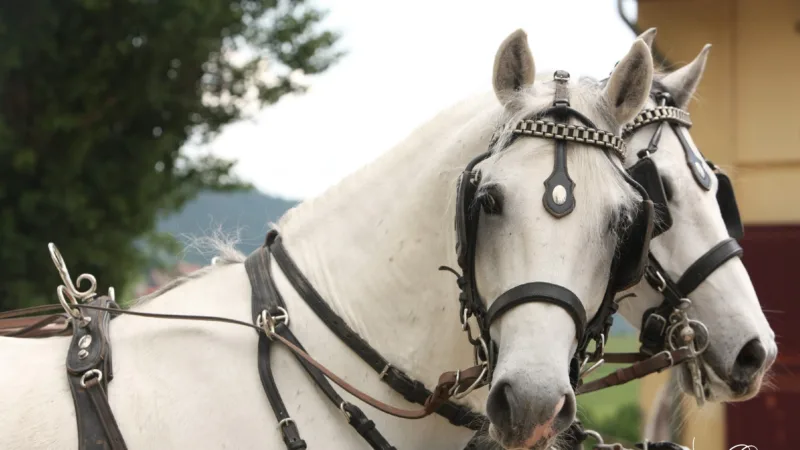 Two white horses with magnificent harnesses