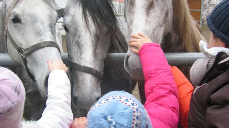 Children stroking the gray horses