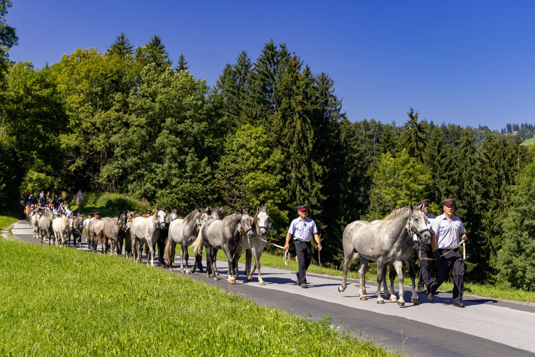 Herd of horses led by people on asphalt road, green meadow and trees