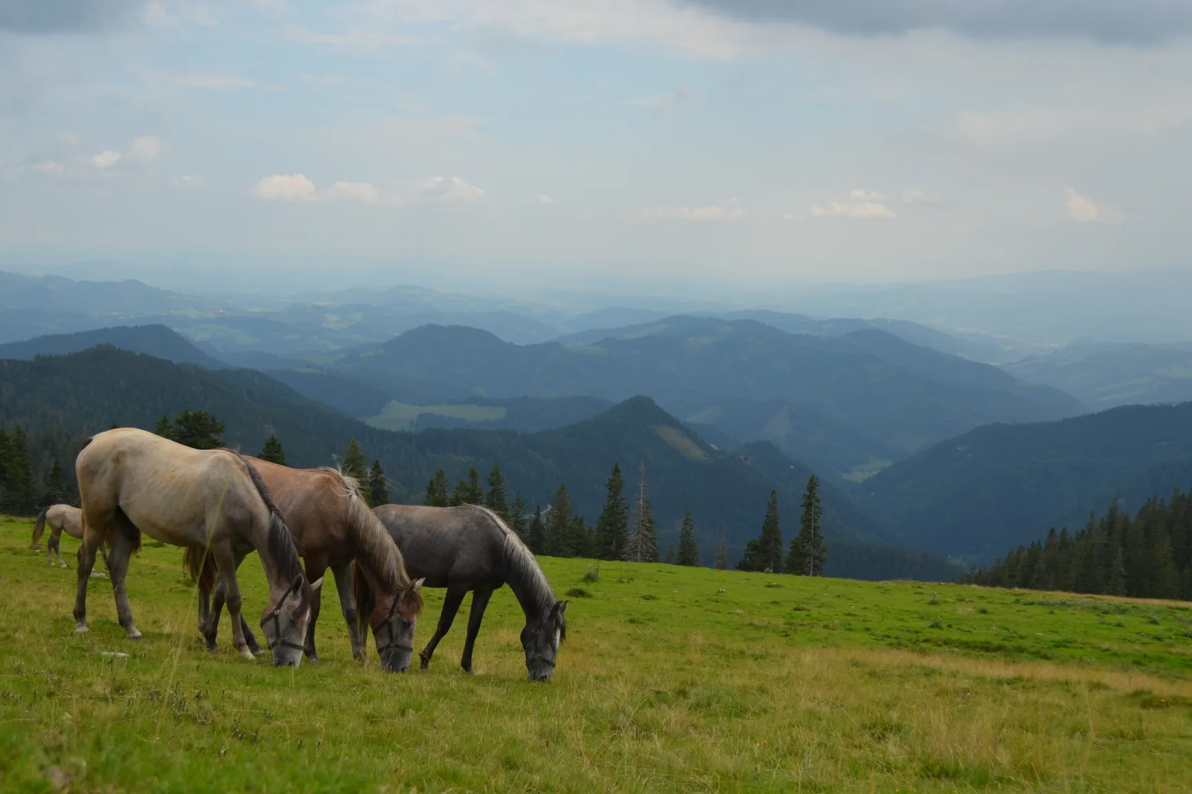 gray, grazing horses on high pasture on mountain, mountains in the background