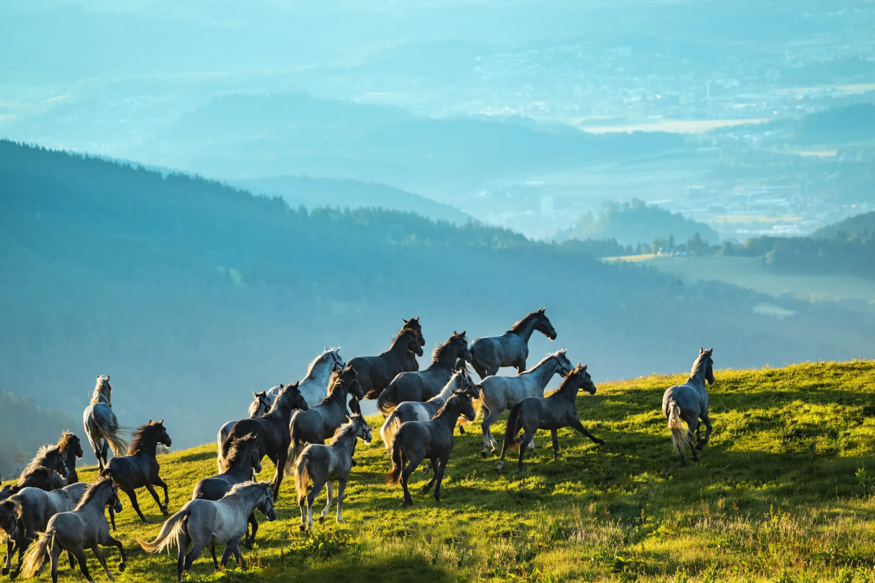 gray horses in motion on mountain in front of blue sky