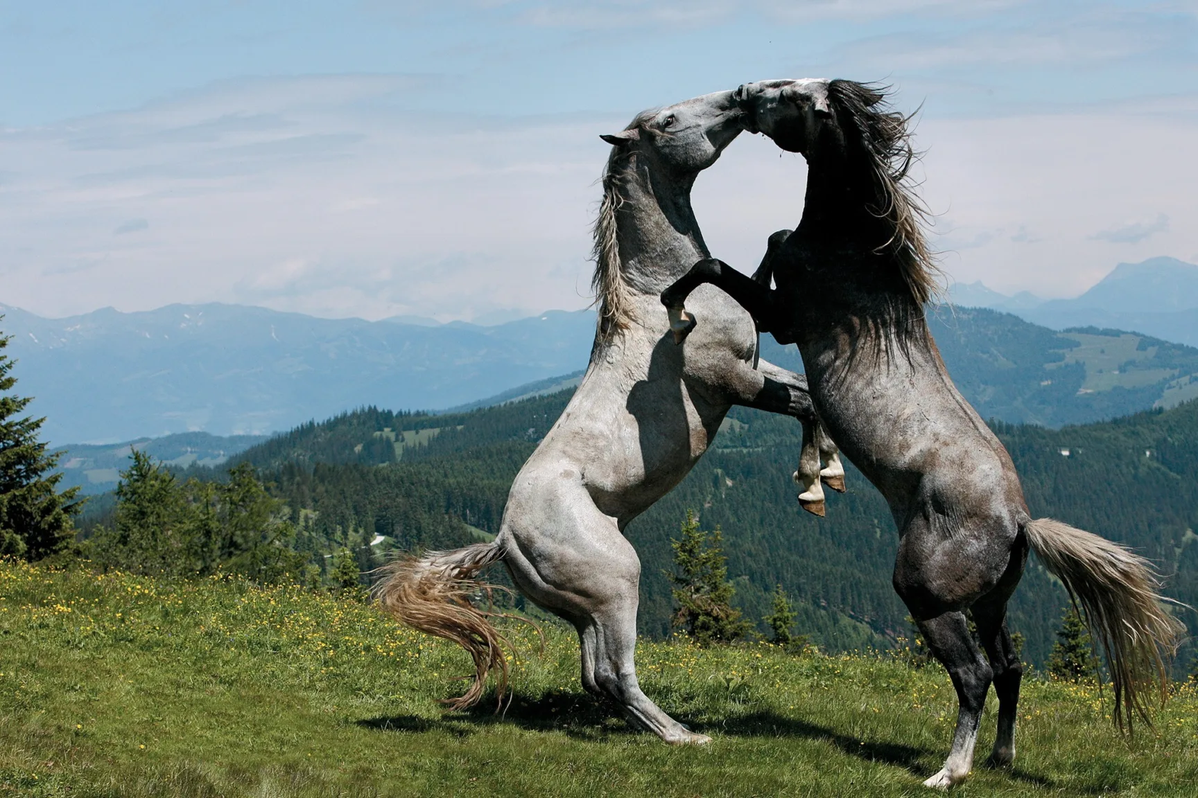 two gray horses on hind legs fighting on an alpine meadow