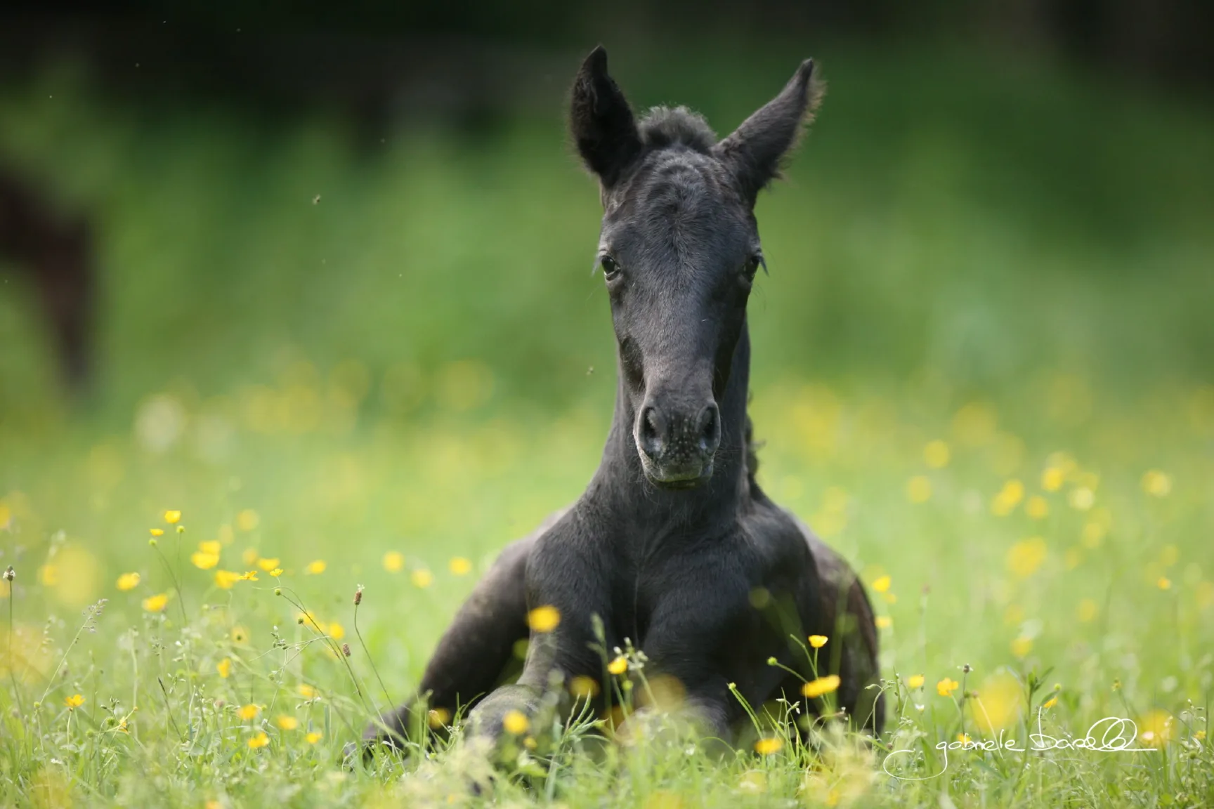 black horse foal sitting in spring meadow