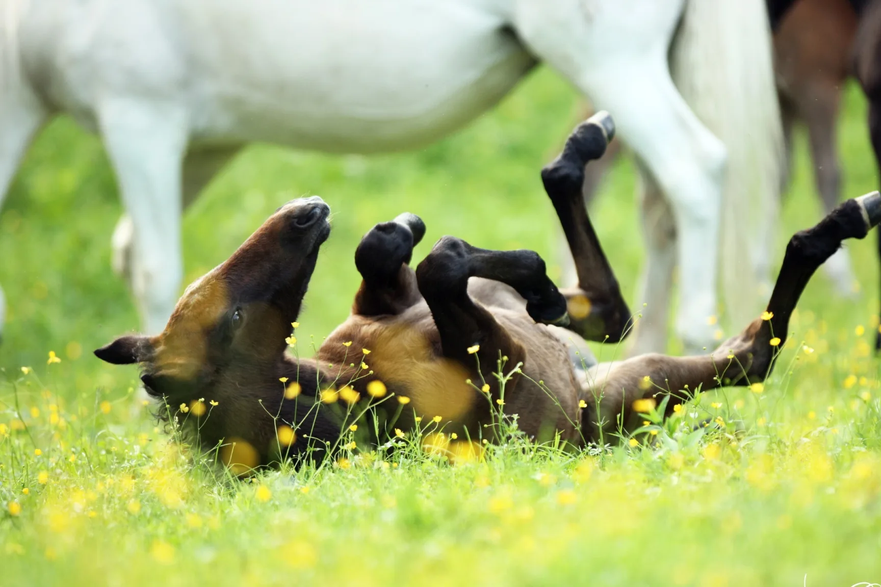 brown horse foal, lying on its back in spring meadow