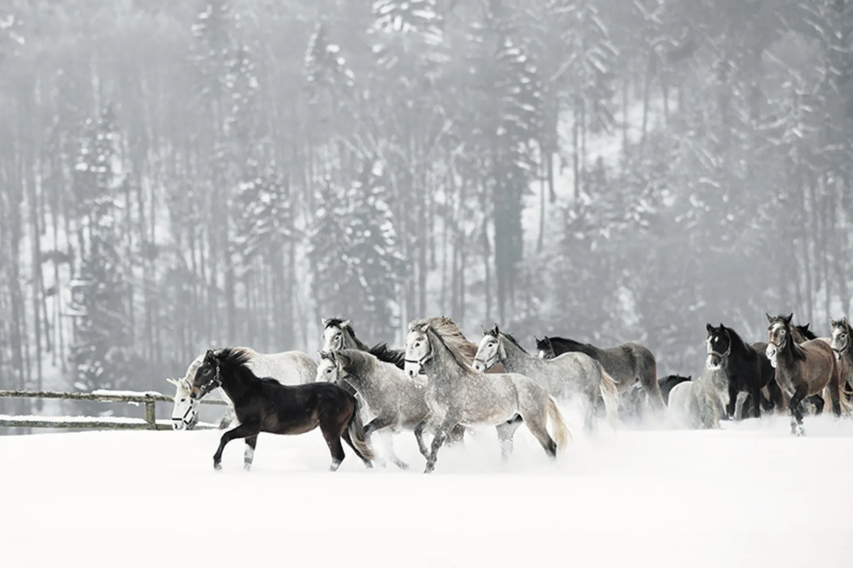 White and brown horses in a winter landscape with snowfall