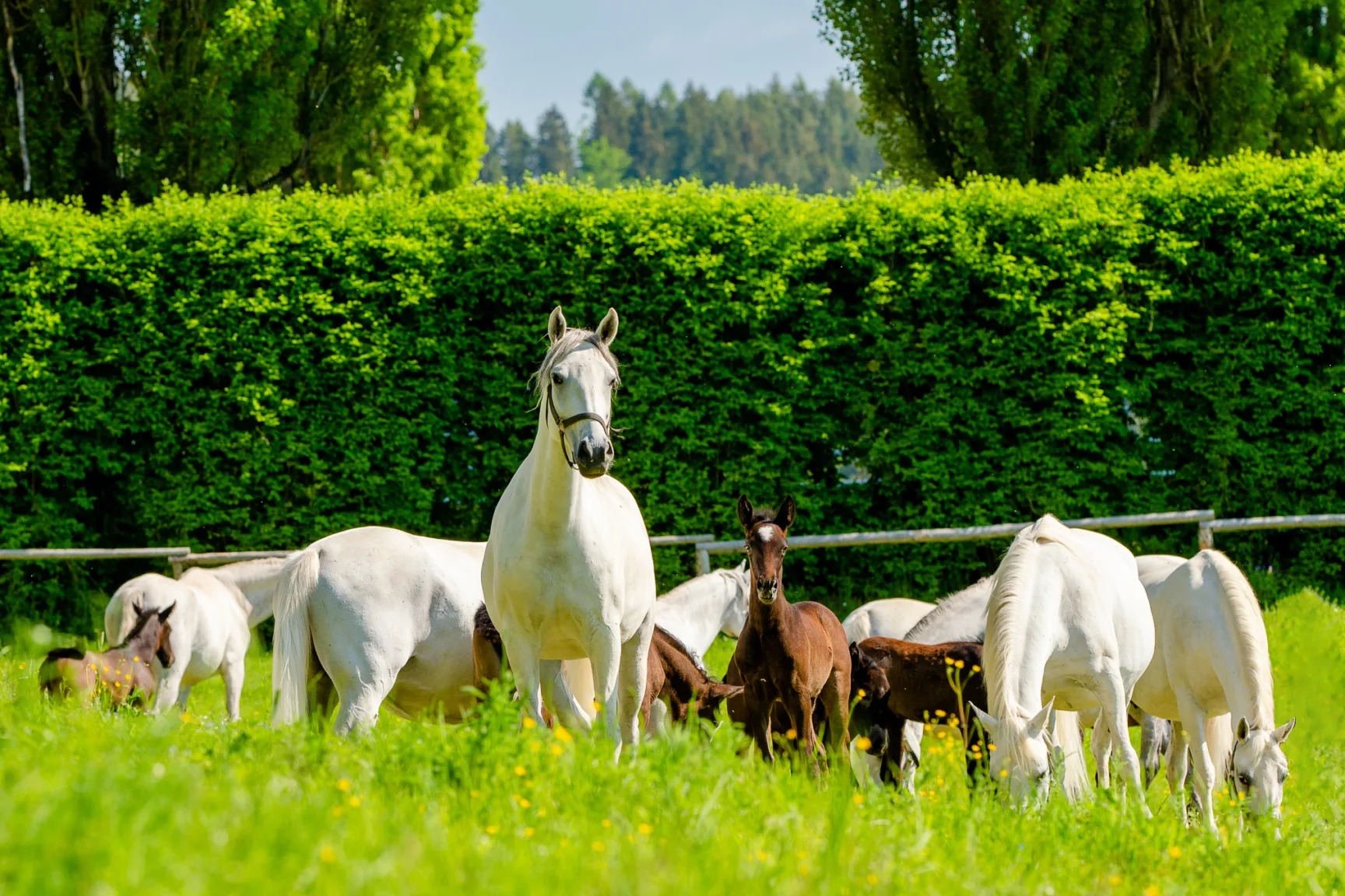 white horses and brown horses grazing in a green paddock