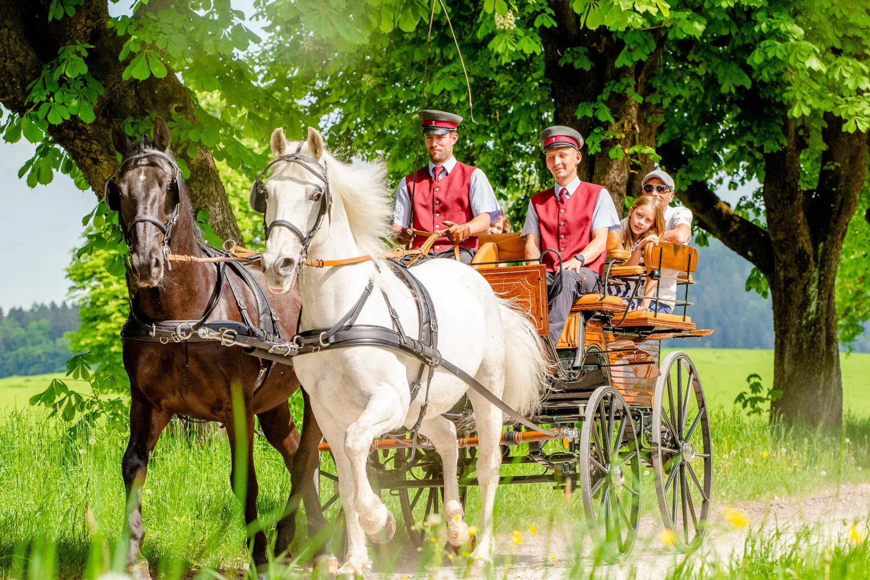 white and brown horse in front of carriage, coachman and family in carriage