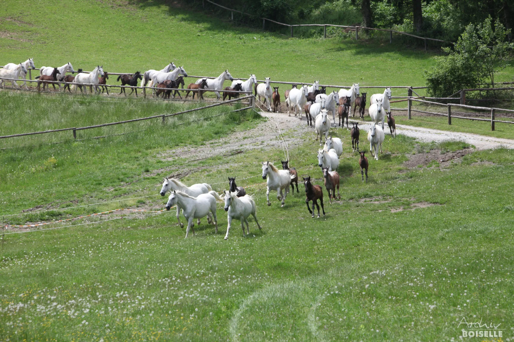 several white horses in motion on a green meadow