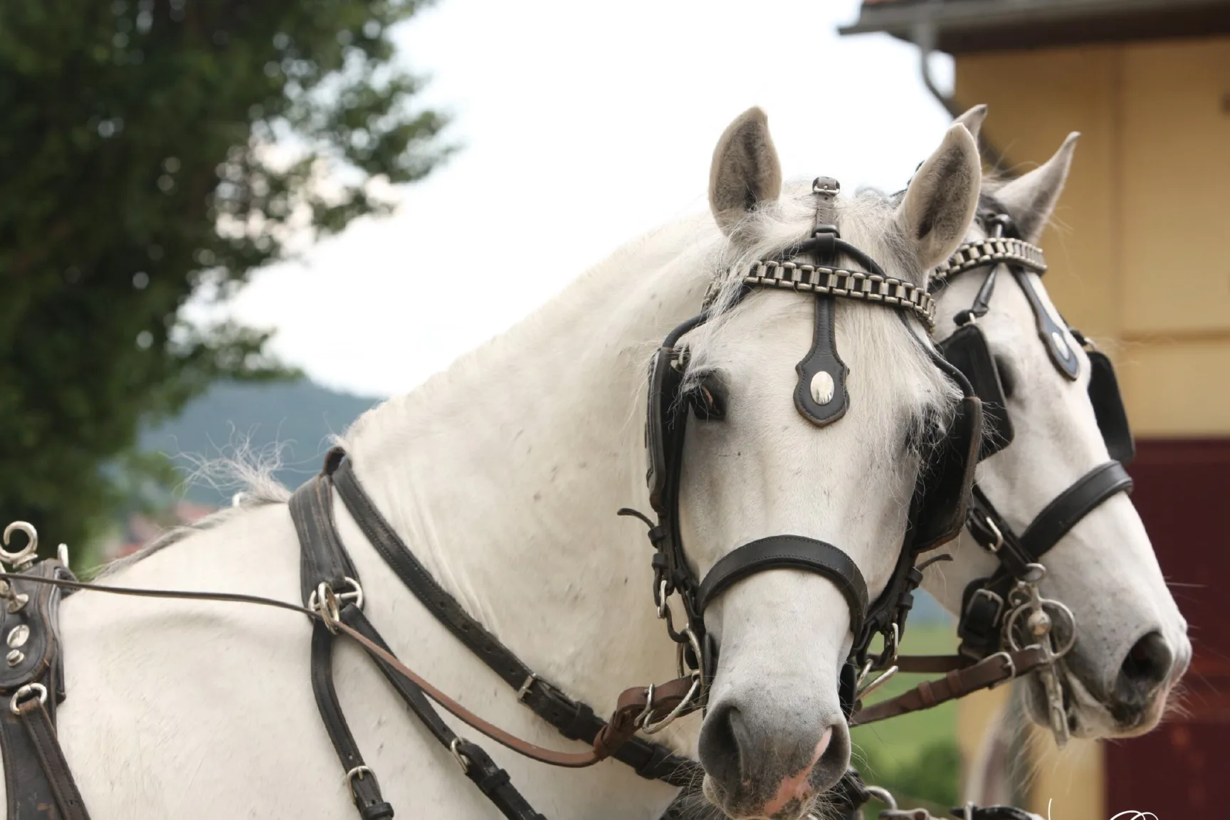 Two white horses with magnificent harnesses