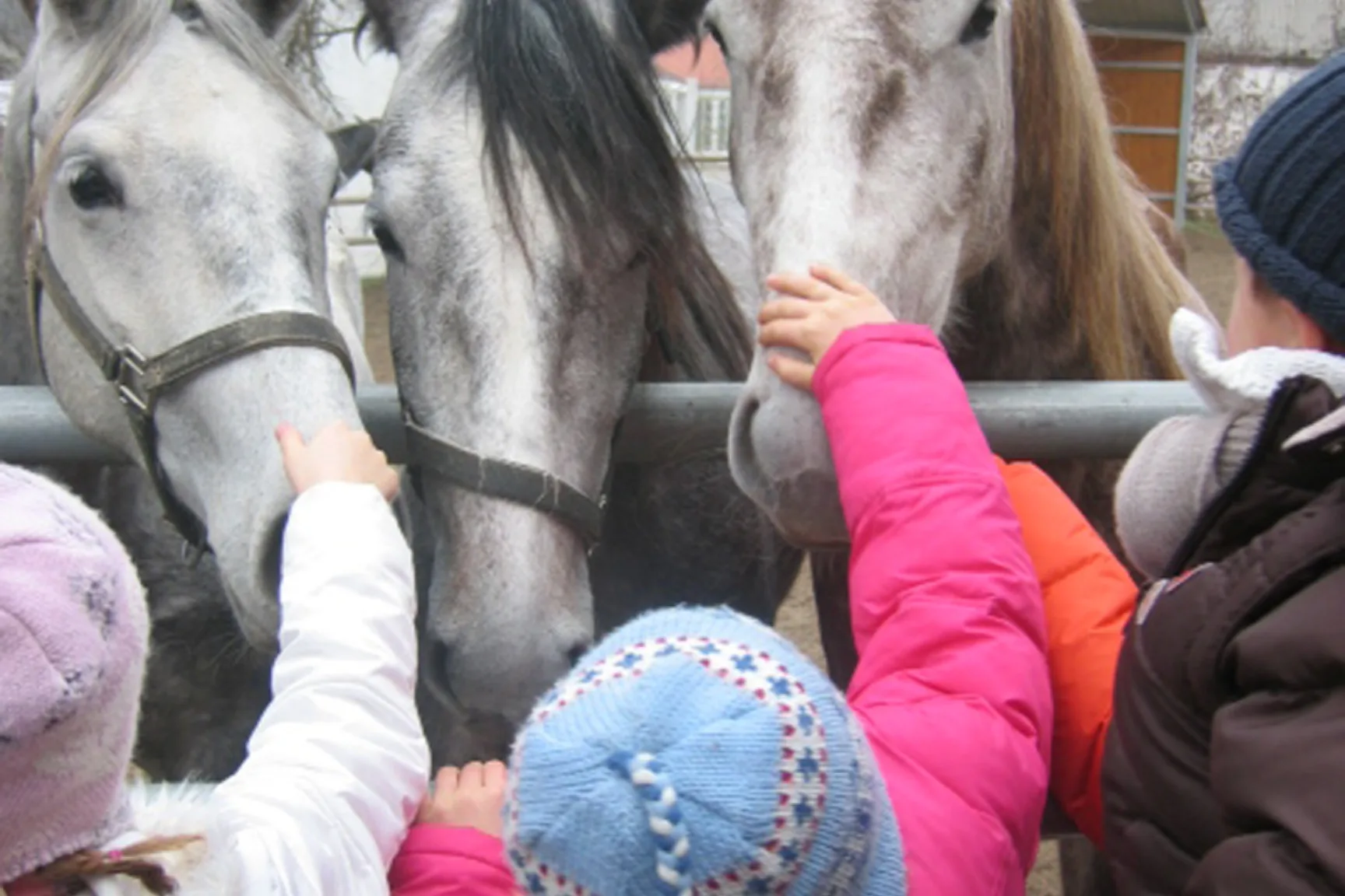 Children stroking the gray horses