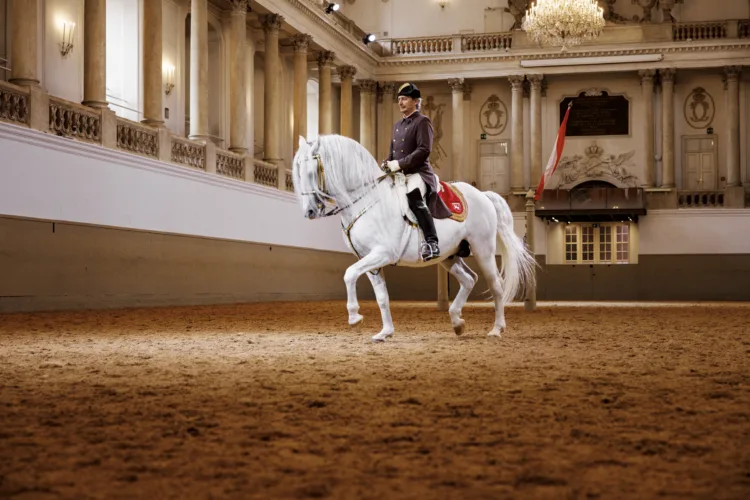 ein Reiter mit Zweispitz und brauner Uniform reitet in einer barocken Reitgalerie ein weißes Pferd. Die prunkvolle Halle besitzt eine Galerie und Kronleuchter, neben barockem Dekor. Das Pferd zeigt eine Piaffe, eine Dressurlektion.