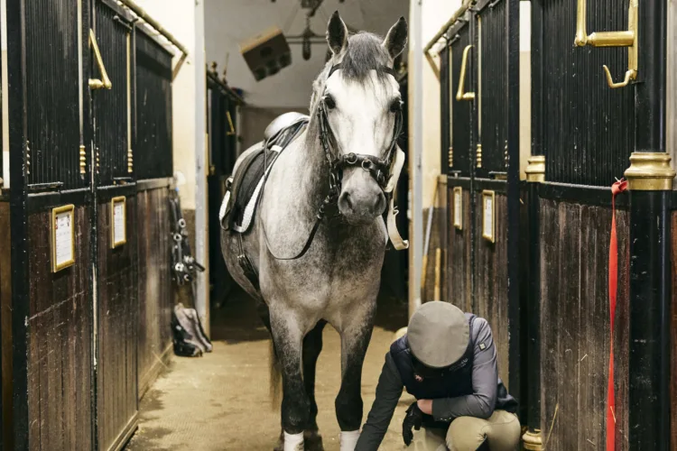 ein graues Pferd mit Sattel und Bandagen steht in einer Stallgasse. Eine Person kniet an den Vorderbeinen des Pferdes und ölt dessen Vorderhuf.