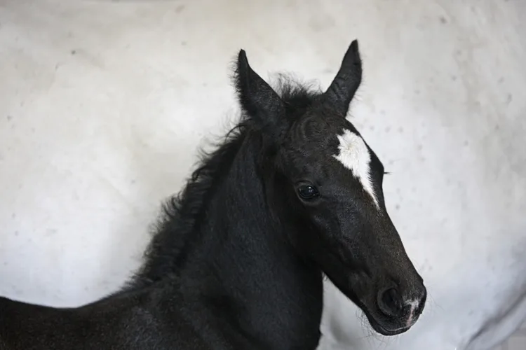 ein schwarzes Fohlen vor weißem Hintergrund