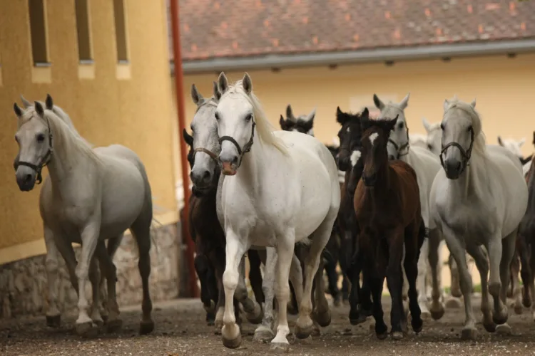 mehrere weiße Pferde und braune Fohlen reiten auf die Kamera zu, im Hintergrund sind gelbe Gebäude