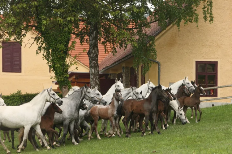 weiße Pferde und brauen Fohlen auf einer grünen wiese, im Hintergrund gelbe Gebäude