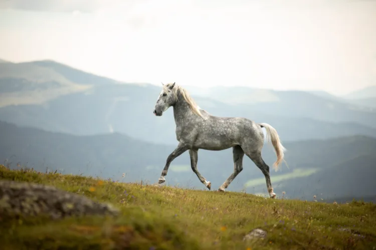 Pferd trabt durch Natur