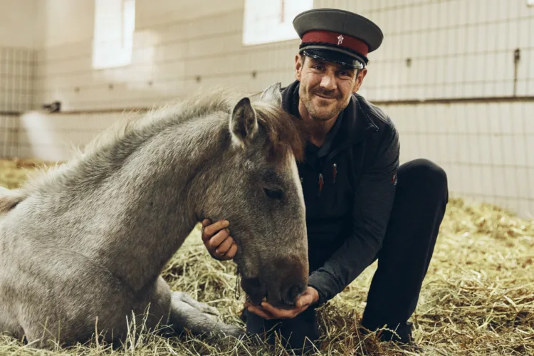 Mensch mit Fohlen in Stall