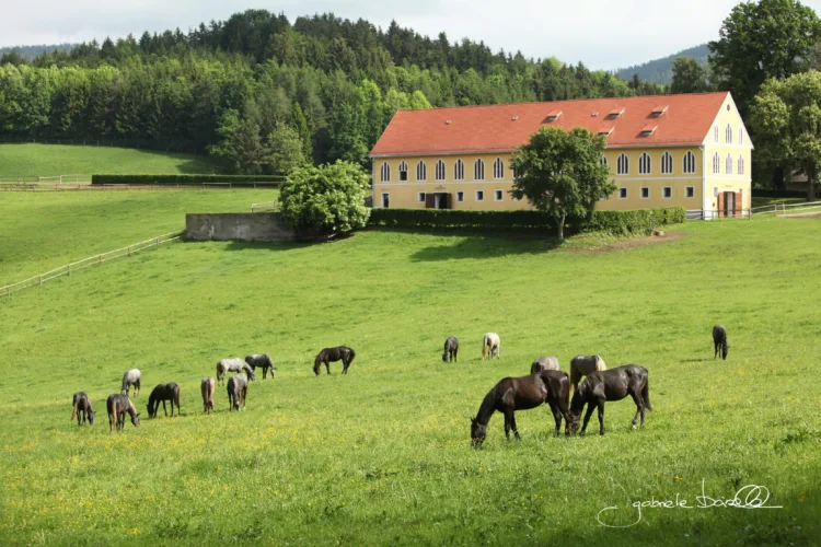 From a distance, dark horses can be seen on a meadow with a western surface. A yellow building in the background.