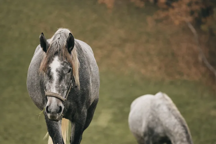 two gray horses grazing in a green natural landscape