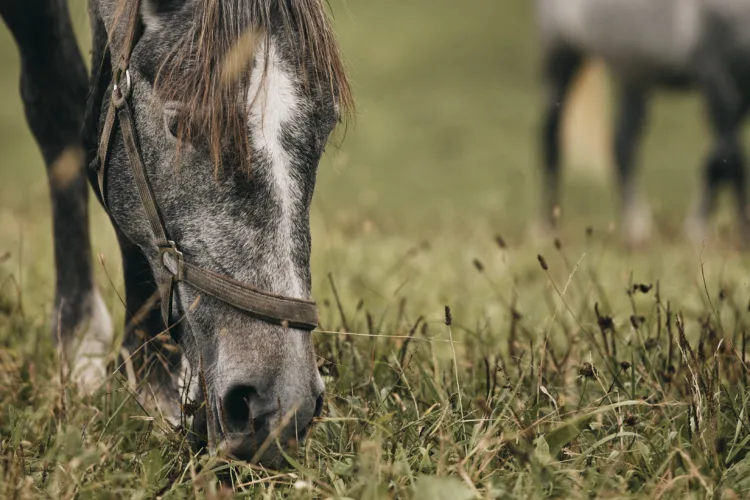 gray horses grazing in a green natural landscape