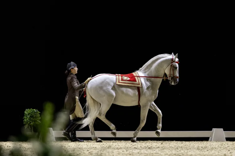 eine Bereiterin in Uniform geht am langen Zügel mit einem weißen Pferd, das eine rot-goldene Schabracke trägt.