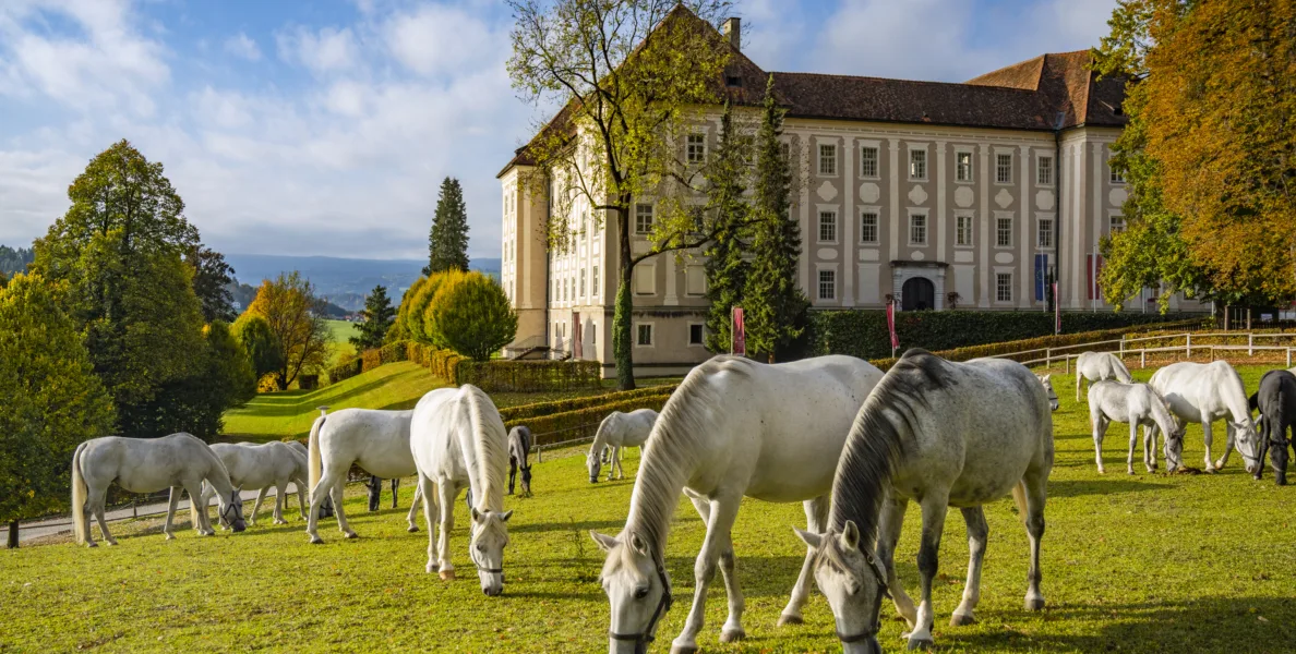 weiße Pferde grasen auf einer Wiese, im Hintergrund ein Barockschloss