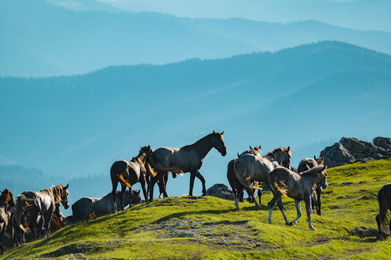 graue Pferde in Hügellandschaft