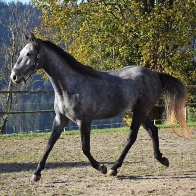 dunkelgraues Pferd auf Sandplatz vor Weidezaun und Laubbaum