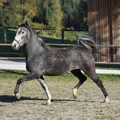 dunkelgraues Pferd auf Sandplatz vor Weidezaun, Holzgebäude und Bäumen