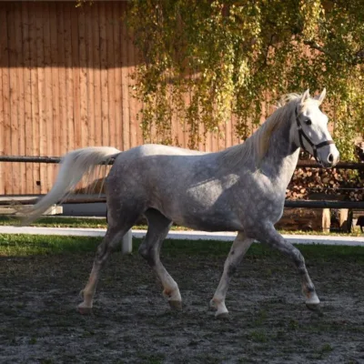 weiß-graues Pferd auf Sandplatz im Schatten, vor Holzgebäude und Laubbaum