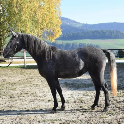 dunkelgraues Pferd auf Sandplatz, Weidezaun, grüne Landschaft und Laubbaum im Hintergrund