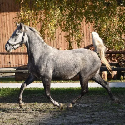 graues Pferd auf Sandplatz vor Holzgebäude und Laubbaum, Zaun im Hintergrund