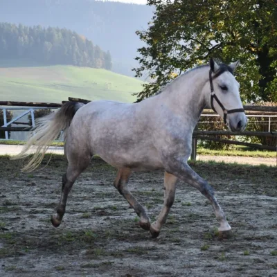 weiß-graues Pferd auf Sandplatz, grüne Weiden und Bäume und weißer Weidezaun im Hintergrund