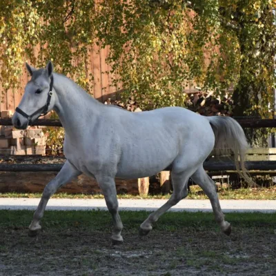 weißes Pferd auf Sandplatz im Schatten, vor Laubbaum