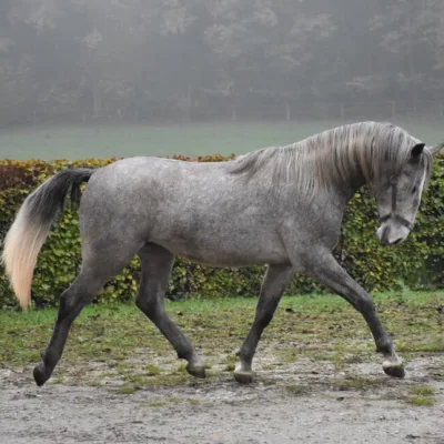 graues Pferd auf Schotterweg vor grüner Wiese und Hecke, Nebel im Hintergrund